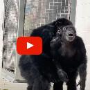 Vidéo : Ce regard d’un chimpanzé de laboratoire qui voit le ciel pour la première fois de sa vie