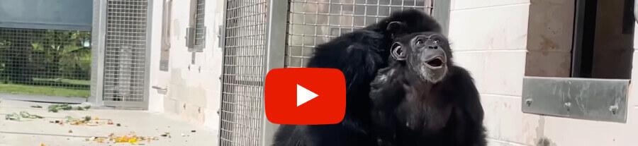 Vidéo : Ce regard d’un chimpanzé de laboratoire qui voit le ciel pour la première fois de sa vie