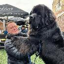 Ce chiot pèse 70 kg et continue de grandir 