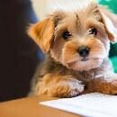 Assurance santé chien : quels documents pour souscrire à une couverture canine ?