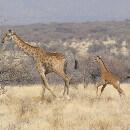 Deux girafons nés sans aucune tache : que disent les experts ?