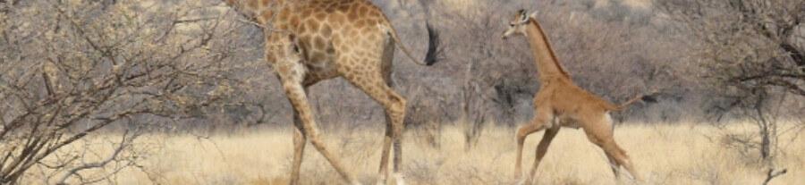 Deux girafons nés sans aucune tache : que disent les experts ?