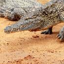 Trois crocodiles sauvent un chien égaré dans l’eau au lieu de le dévorer !