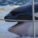 Immense tristesse : la mort prématurée de l’orque adolescente Moana à Marineland