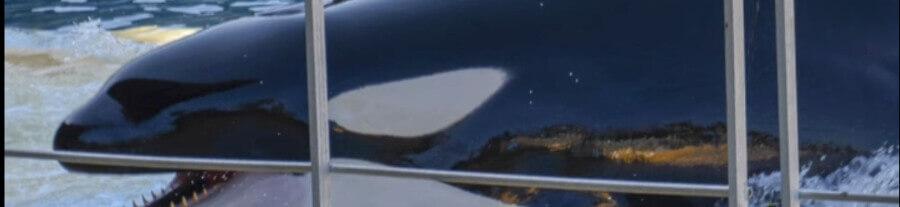 Immense tristesse : la mort prématurée de l’orque adolescente Moana à Marineland