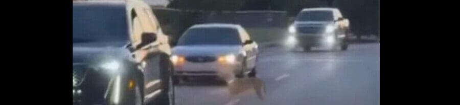 Ce chien passe de voiture en voiture en demandant de l’aide, personne ne s’arrête… 