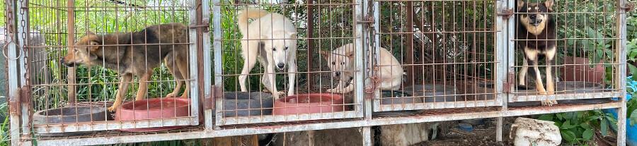 Le gouvernement sud-coréen est enfin prêt à interdire l'industrie de la viande de chien