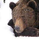 Les « chatouns », ces ours bruns insomniaques qui rodent dans les forêts russes en hiver