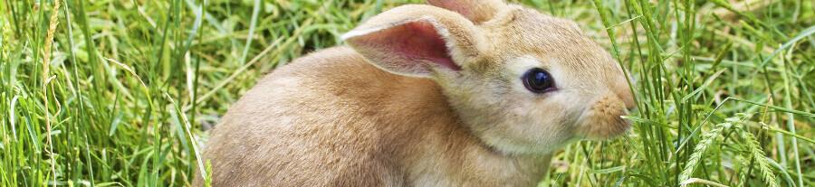Que faire lorsque votre lapin a ingéré une plante toxique ?