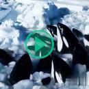 Au Japon, un groupe d’orques est piégé dans la glace, les autorités attendent que la glace se brise