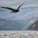La grippe aviaire est confirmée en Antarctique : les chercheurs craignent une catastrophe