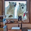 « C'était incroyable de les voir si près » : une visite surprise à la station polaire polonaise