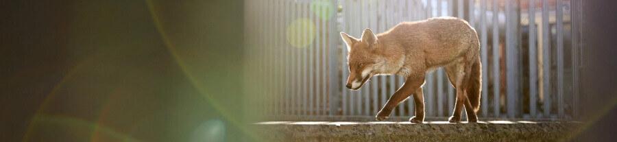 British Wildlife Photography Awards 2024 : découvrez les photos gagnantes 
