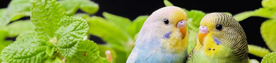 Prendre un deuxième oiseau: ce qu'il faut savoir