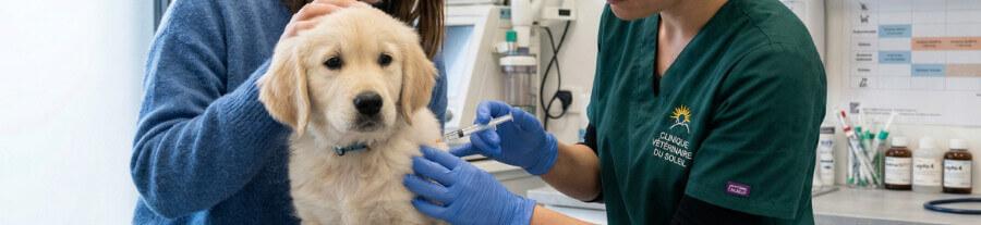 Vacciner son chien : les vaccins pour chien