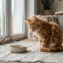 La dépression du chat