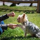 Votre chien est-il gaucher ou droitier ? Une nouvelle étude propose une méthode pour le savoir