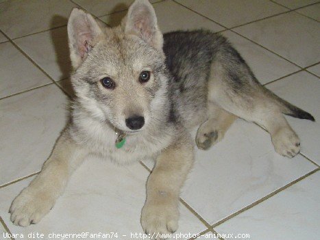 Le 1er hurlement so cute d'un bébé chien loup  Golden Moustache 