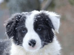 photos de chiots Border Collie ayant les yeux bleus