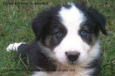 Border Collie noir et blanc aux yeux bleus