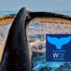 Le 2ème congrès international des baleines à La Ré 1.jpg