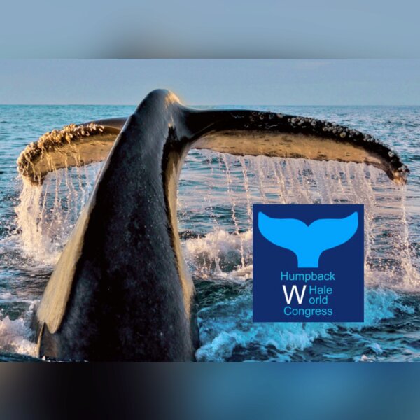 Le 2ème congrès international des baleines à La Ré