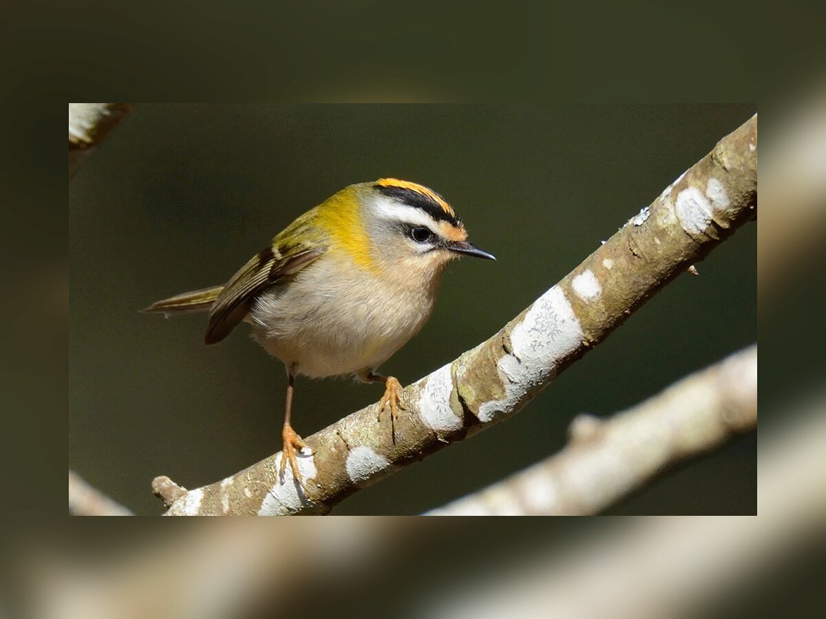 Safari biodiversité à Surzur 1.jpg