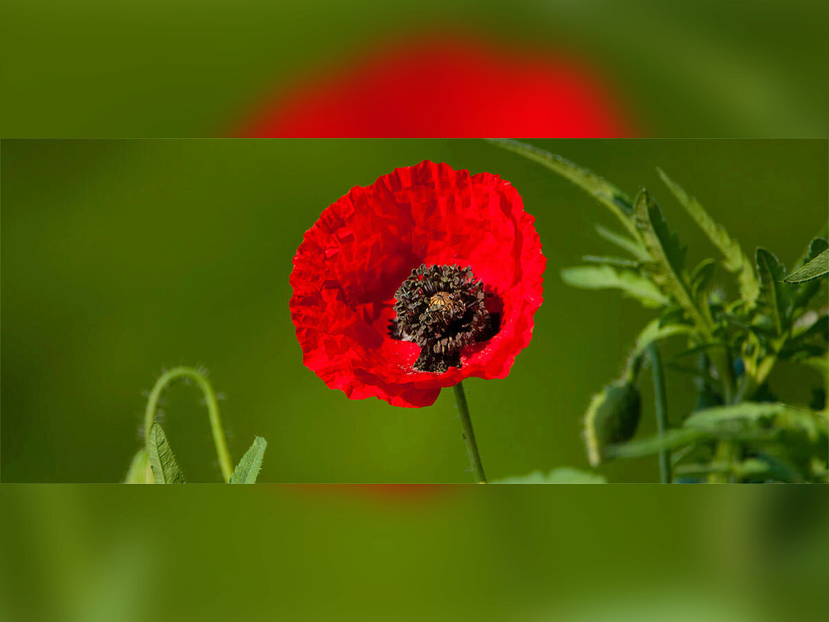 RASSEMBLEMENTS NOUS VOULONS DES COQUELICOTS 1.jpg