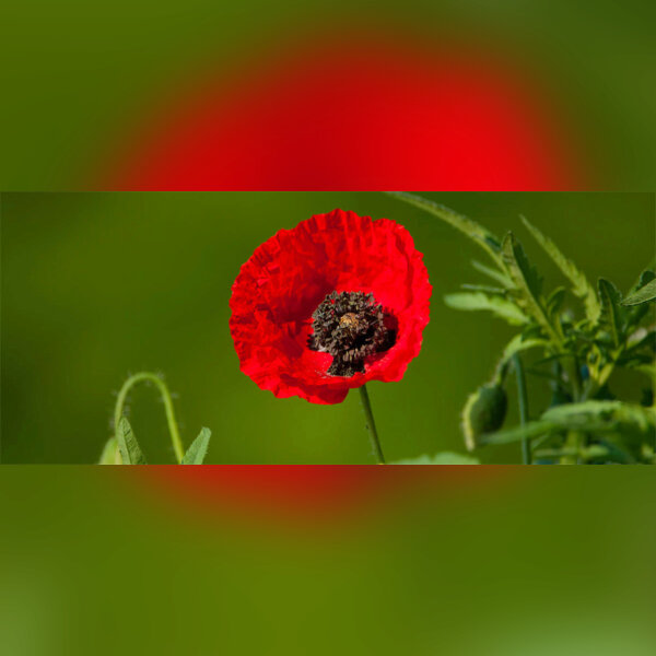 RASSEMBLEMENTS NOUS VOULONS DES COQUELICOTS 1.jpg