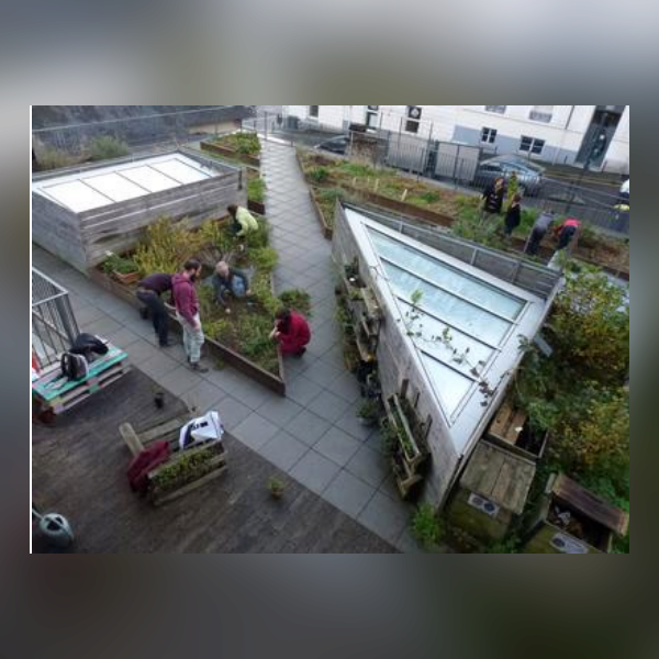 Atelier jardinage sur le toit de la MCE 