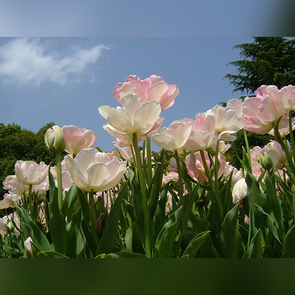 Tauzia fête les jardins 5-6-7 Avril 2019 3.png