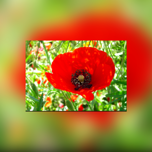 Nous Voulons des Coquelicots - Batz sur mer 1.png