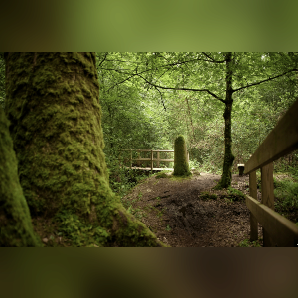 HAUTE CHEVREUSE  FORETS