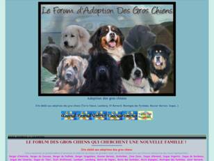 Adoption Gros Chiens