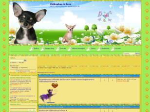 Chihuahua is love forum