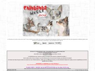 Chihuahua Merle SOS