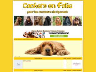 Cocker-en-folie