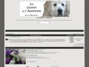 Les Géants à l'Adoption : adopter un chien de grande race en refuge