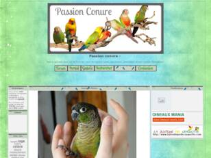 Passion Conure