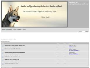 Chien loup de Saarloos/Saarloos wolfhund