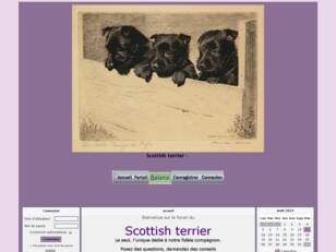 Scottish terrier