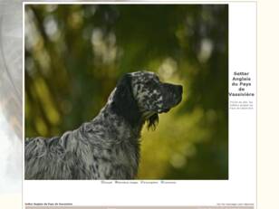 Setter anglais du pays de Vassivière