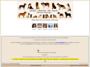 SOS chiens de race réformés d'élevages