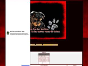 creer un forum : TOUTSURYORKIES