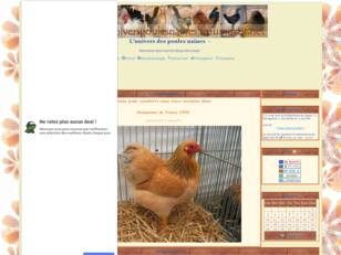 L'univers des poules naines