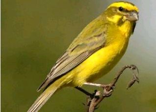 Canari Ou Serin Serinus Canaria