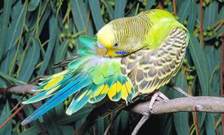 Perruche Ondulée Et Perruche Anglaise Melopsittacus Undulatus