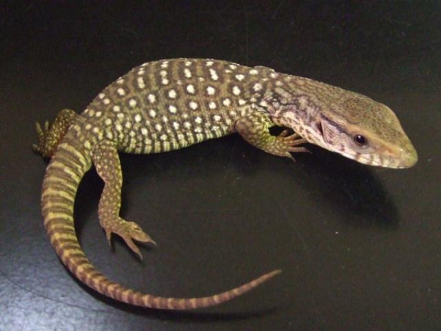 varan-des-savanes