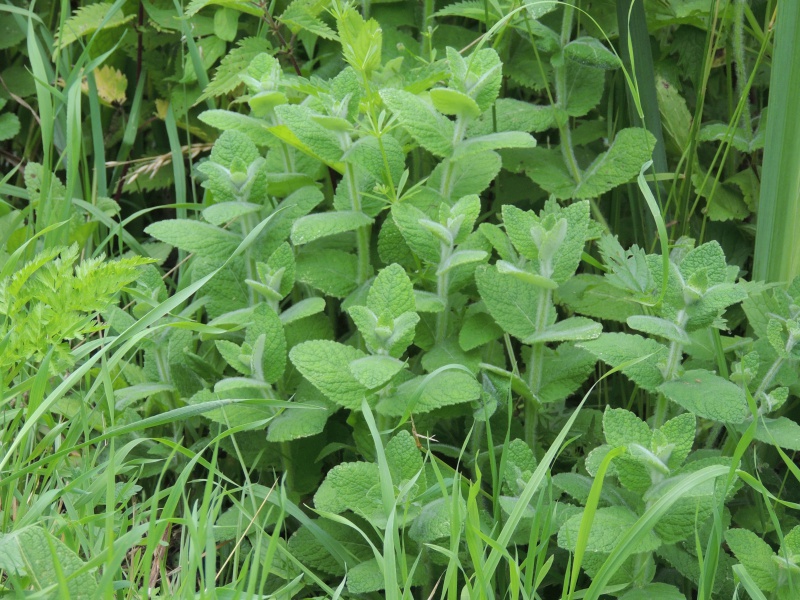 Menthe sauvage — free download