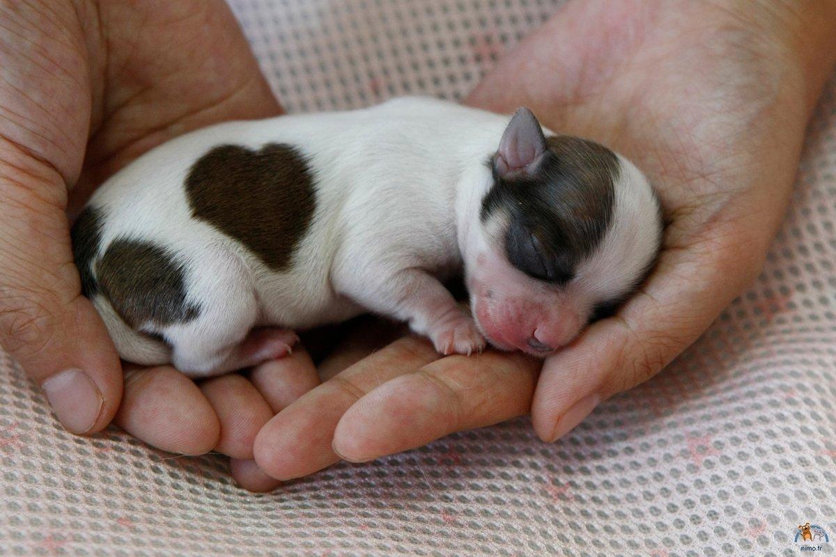 Родился слепой щенок. Бигль щенки новорождённые. Бигль Новорожденные щенки. Бигль и чихуахуа. Щенки чихуа Слепые.